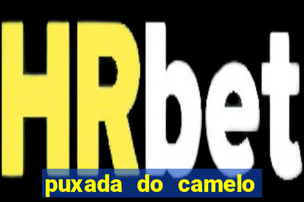 puxada do camelo jogo do bicho